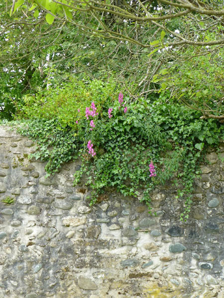 Antirrhinum majus